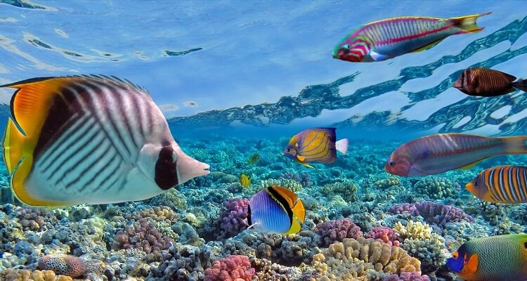 Andaman LTC Family Tour