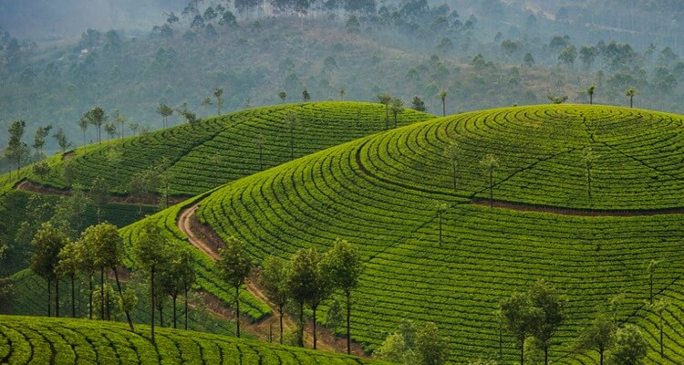 Darjeeling with Kalimpong Excursion